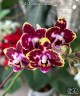 Phal. Charming Cafecat '0743' 2.5''