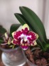 Phal. Charming Cafecat '0743' 2.5''
