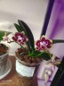 Phal. Charming Cafecat '0743' 2.5''