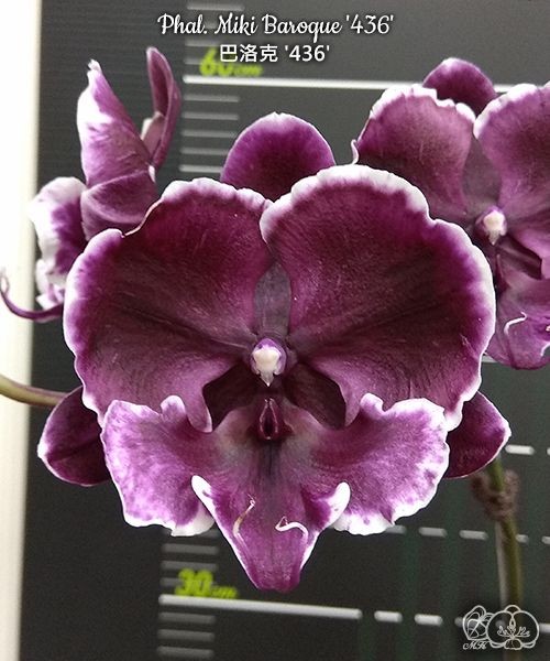 Phal. Miki Baroque '436' 2.5"