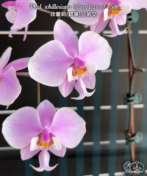 Phal. schilleriana (silver leaves) × sib 2.5'' УЦЕНКА (мех. повр. листиков)