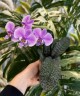 Phal. schilleriana (silver leaves) × sib 2.5'' УЦЕНКА (мех. повр. листиков)