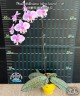 Phal. schilleriana (silver leaves) × sib 2.5'' УЦЕНКА (мех. повр. листиков)