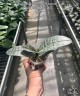 Phal. schilleriana (silver leaves) × sib 2.5'' УЦЕНКА (мех. повр. листиков)