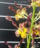 Den. Arcadia Twist 2.5" УЦЕНКА (мало бульб)