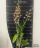 Den. Arcadia Twist 2.5" УЦЕНКА (мало бульб)