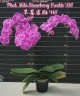 Phal. Miki Strawberry Freckle '118' 2.5"