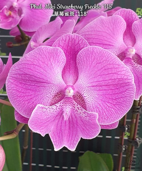 Phal. Miki Strawberry Freckle '118' 2.5"
