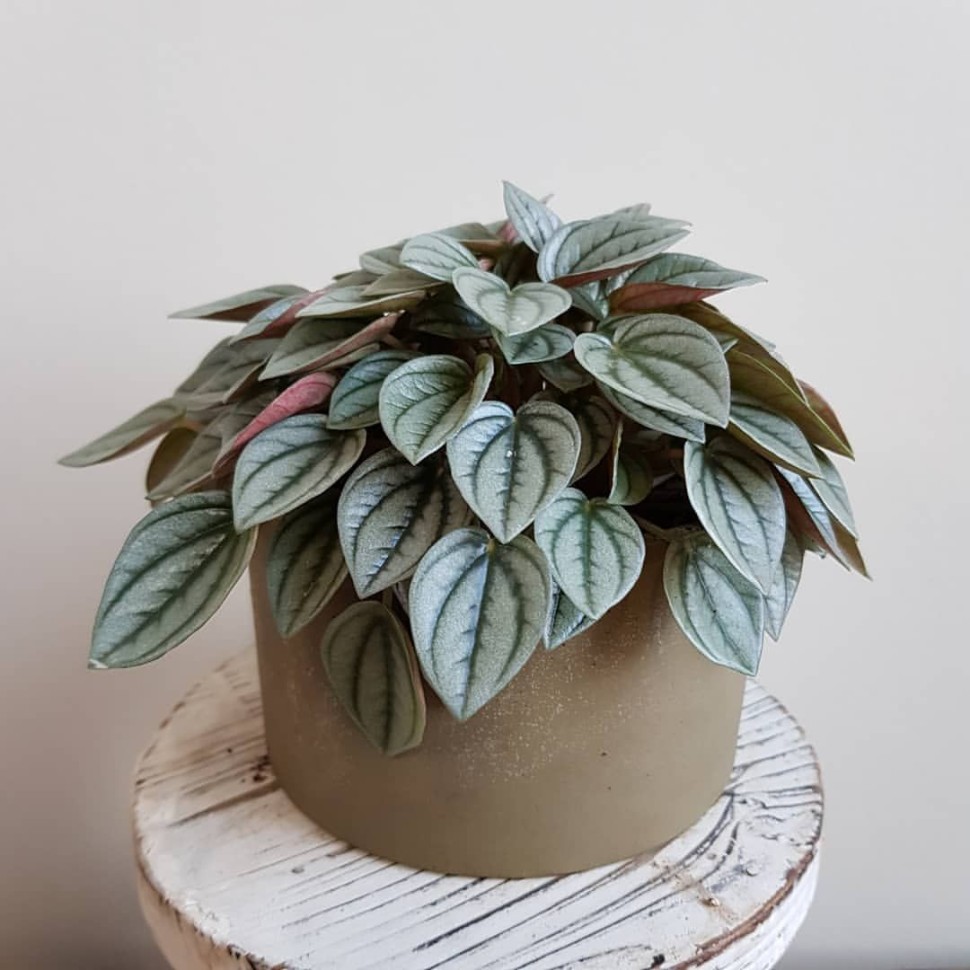 Пеперомия Peperomia griseoargentea