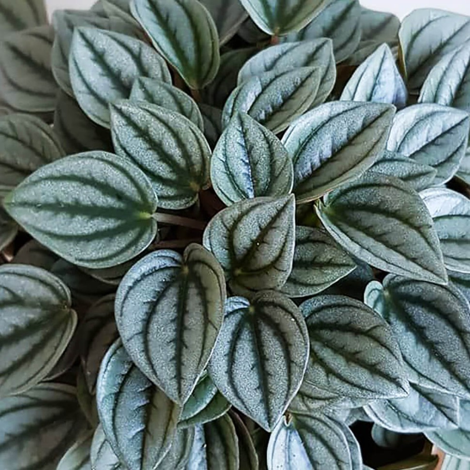 Пеперомия Peperomia griseoargentea