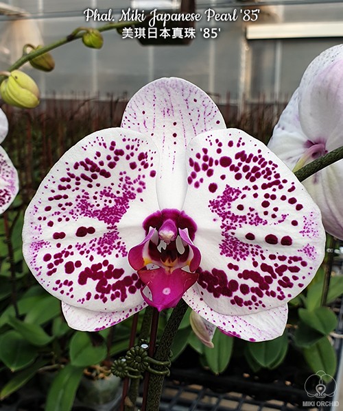 Phal. Miki Japanese Pearl '85' 2.5"