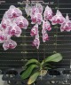 Phal. Miki Japanese Pearl '85' 2.5"