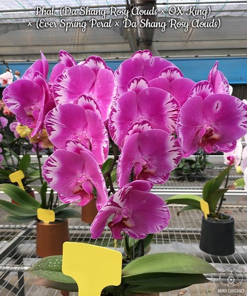 Phal. (Da Shang Rosy Clouds × OX King) × (Ever Spring Peral × Da Shang Rosy Clouds) 2.5''