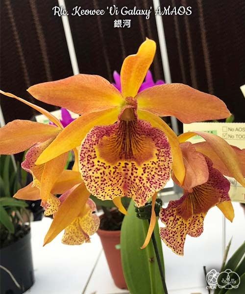 Rlc. Keowee 'Vi Galaxy' AM/AOS 2.5''