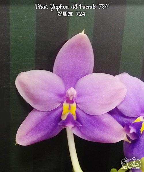 Phal. Yaphon All Friends '724' 2.5''