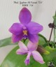 Phal. Yaphon All Friends '724' 2.5''