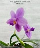 Phal. Yaphon All Friends '724' 2.5''