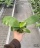 Phal. Yaphon All Friends '724' 2.5''