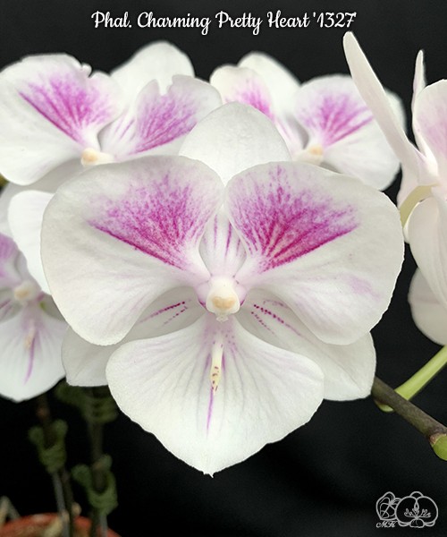 Phal. Charming Pretty Heart '1327' 2.5" УЦЕНКА (нет нижн. лист)