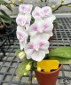 Phal. Charming Pretty Heart '1327' 2.5" УЦЕНКА (нет нижн. лист)