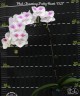 Phal. Charming Pretty Heart '1327' 2.5" УЦЕНКА (нет нижн. лист)