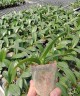Phal. Charming Pretty Heart '1327' 2.5" УЦЕНКА (нет нижн. лист)