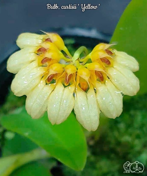 Bulb. curtisii ' Yellow ' 2.5" УЦЕНКА (мало бульб)