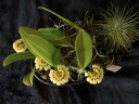 Bulb. curtisii ' Yellow ' 2.5" УЦЕНКА (мало бульб)