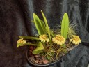 Bulb. curtisii ' Yellow ' 2.5" УЦЕНКА (мало бульб)