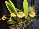 Bulb. curtisii ' Yellow ' 2.5" УЦЕНКА (мало бульб)