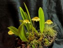 Bulb. curtisii ' Yellow ' 2.5" УЦЕНКА (мало бульб)