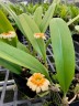Bulb. curtisii ' Yellow ' 2.5" УЦЕНКА (мало бульб)