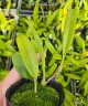 Bulb. curtisii ' Yellow ' 2.5" УЦЕНКА (мало бульб)