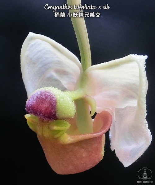 Coryanthes trifoliata × sib 2,5''