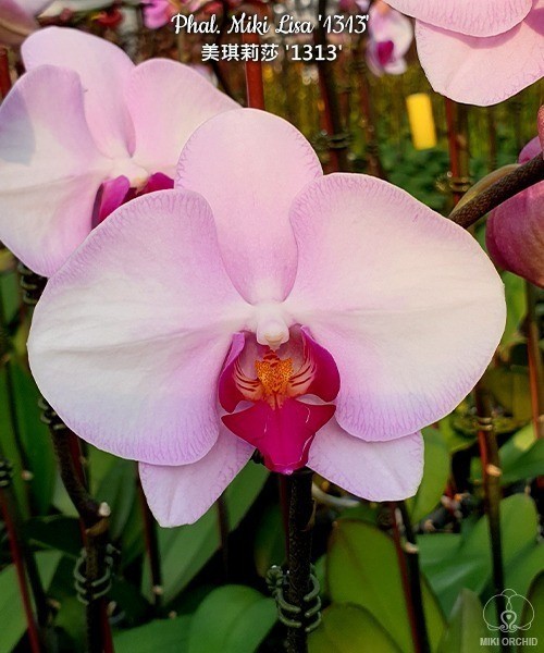 Phal. Miki Lisa '1313' 2.5"