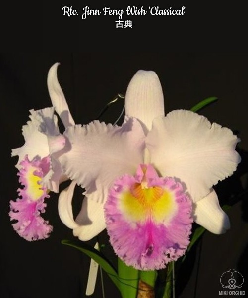 Rlc. Jinn Feng Wish 'Classical' 2.5"