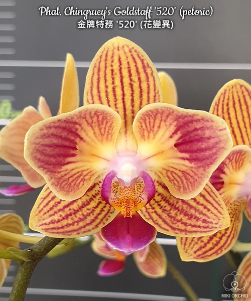 Phal. Chingruey's Goldstaff '520' (peloric) 2.5"