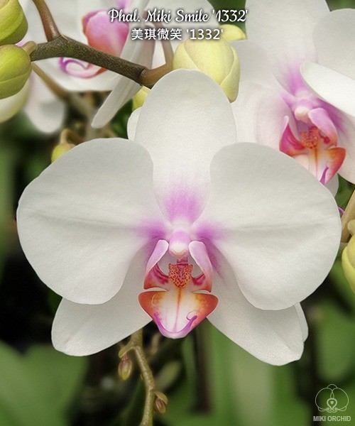Phal. Miki Smile '1332' 2.5''