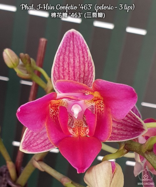 Phal. I-Hsin Confetio '463' (peloric - 3 lips) 2.5"