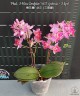 Phal. I-Hsin Confetio '463' (peloric - 3 lips) 2.5"