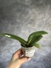 Phal. Younghome Princess 2.5''