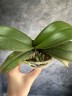 Phal. Younghome Princess 2.5''