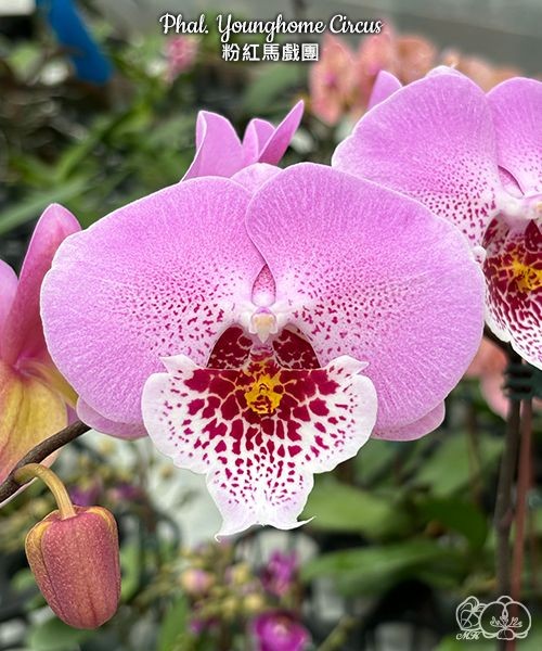 Phal. Younghome Circus 2.5''