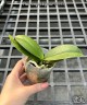 Phal. Sogo Elegance '70475' 2.5''