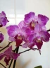 Phal. Sogo Elegance '70475' 2.5''
