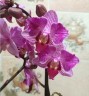 Phal. Sogo Elegance '70475' 2.5''