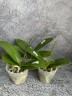 Phal. Sogo Elegance '70475' 2.5''