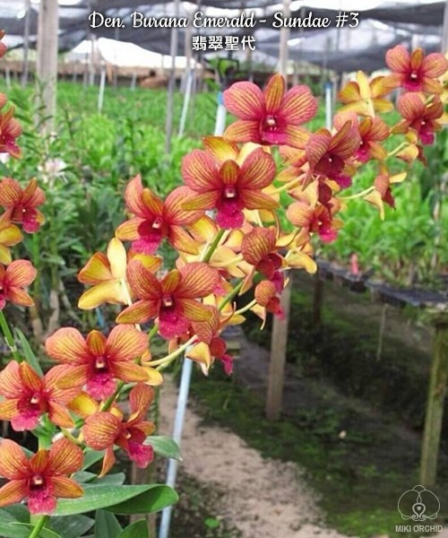 Den. Burana Emerald 2.8"