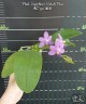 Phal. Sapphire's Galah 'Blue' 2.5''