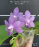 Phal. Sapphire's Galah 'Blue' 2.5''